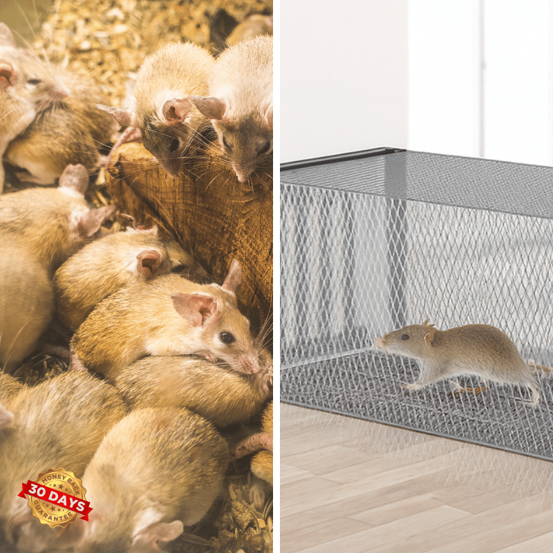 Trampa para Ratas TrapGuard™ de Midepuerta Única – Control de Roedores Humano y Efectivo