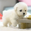Cachorro de Peluche Robótico Ultra-Realista – ¡El Compañero Más Adorable!